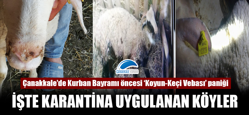 Çanakkale'de Kurban Bayramı öncesi 'Koyun-Keçi vebası' paniği: İşte karantina uygulanan köyler