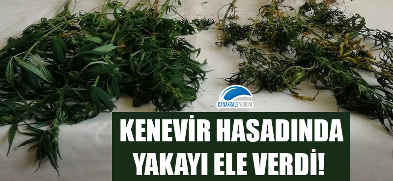 Karabiga'da kenevir hasadında yakayı ele verdi!