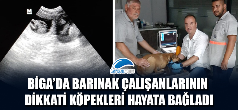 Biga'da barınak çalışanlarının dikkati köpekleri hayata bağladı