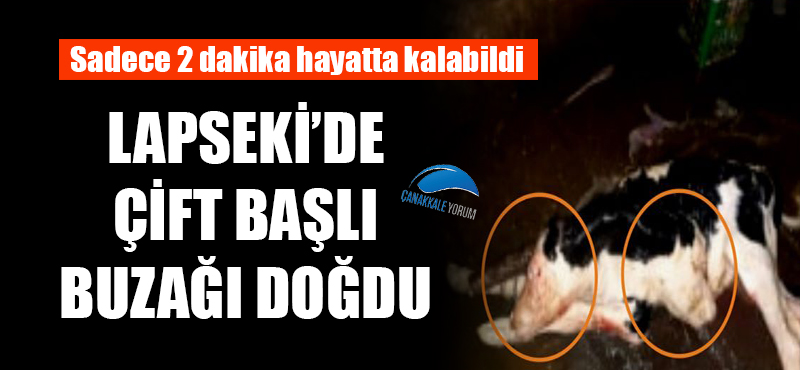 Lapseki'de çift başlı buzağı doğdu