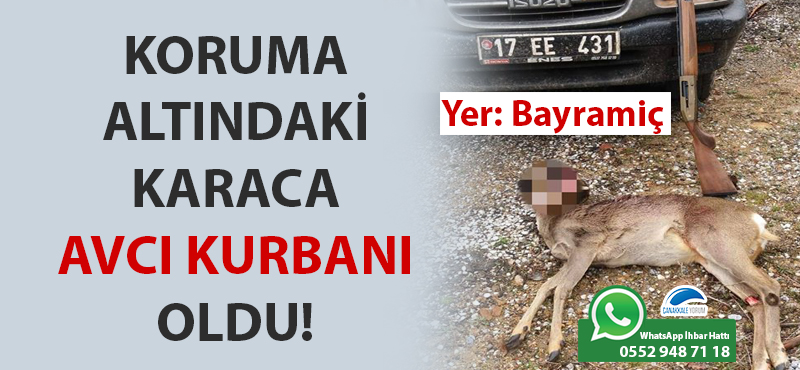 Bayramiç'te koruma altındaki karaca, avcı kurbanı oldu!