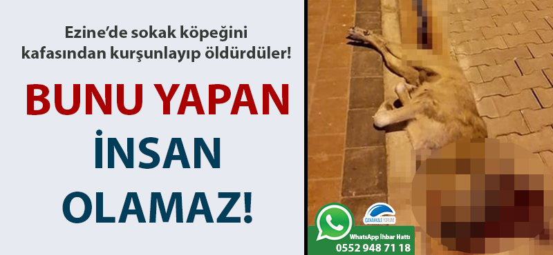 Ezine'de sokak köpeğini kafasından kurşunlayıp öldürdüler!