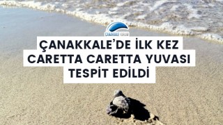 Çanakkale'de ilk kez caretta caretta yuvası tespit edildi