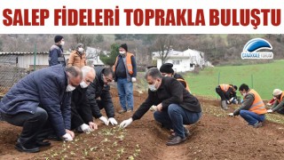 Çan'da salep fideleri toprakla buluştu