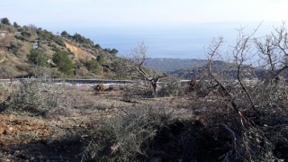 Ayvacık Belediyesi zeytin katliamına soruşturma başlattı