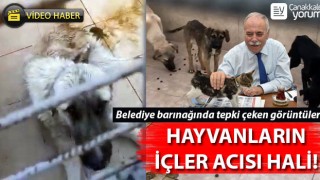 Çanakkale'de belediye barınağında hayvanların içler acısı hali!..