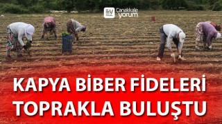 Yenice’de kapya biber fideleri toprakla buluştu