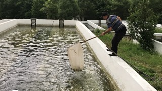 Kazdağları’nın soğuk sularında alabalık yetiştiriyorlar