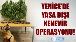 Yenice’de yasa dışı kenevir operasyonu!