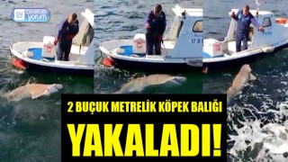 Boğazda olta attı, 2 buçuk metrelik köpek balığı yakaladı!