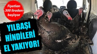 Yılbaşı hindileri el yakıyor!