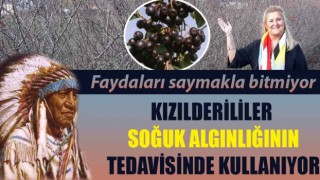 Kızılderililerin soğuk algınlığında kullandığı ‘aronya’ artık Çanakkale’de de yetişecek