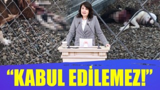 AK Parti’li İskenderoğlu’ndan, belediye barınağındaki vahşete tepki!