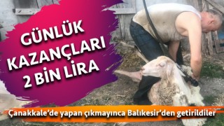 Çanakkale’de yapan çıkmayınca Balıkesir’den getirildiler: Tanesi 20 liradan 100 koyun kırkıp günlük 2 bin lira kazanıyorlar”