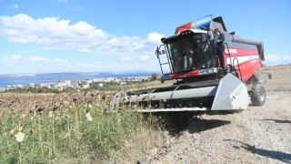 Çanakkale’de ayçiçekleri hasat edildi