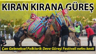 Çan Geleneksel Folklorik Deve Güreşi Festivali düzenlendi