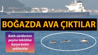 Çanakkale Boğazı'nda yunuslardan görsel şölen