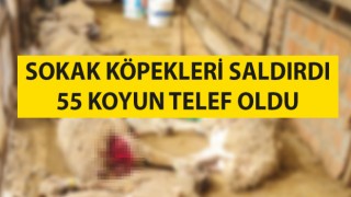 Çanakkale’de dama giren sokak köpekleri 55 koyunu telef etti