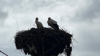 Baharın müjdecisi leylekler Çanakkale’deki yuvalarına döndü