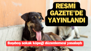 Başıboş sokak köpeği düzenlemesi yasalaştı