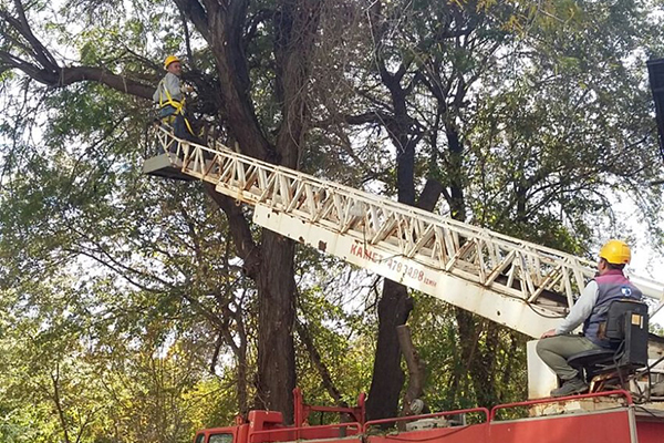 Belediye ekiplerinin budama ve bitki bakım çalışmaları sürüyor