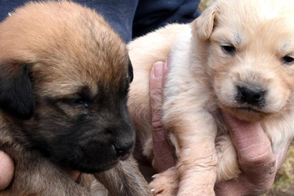 Anneleri katledilen yavru köpekler sahiplenmeyi bekliyor