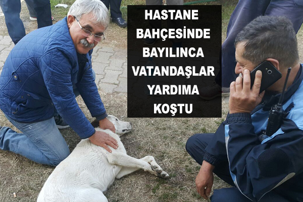 Hastane bahçesinde bayılan köpeğin yardımına vatandaşlar koştu