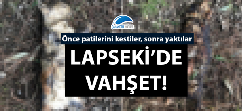 Lapseki'de vahşet: Önce patilerini kestiler, sonra yaktılar!