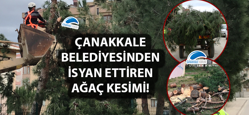 Çanakkale Belediyesinden isyan ettiren ağaç kesimi!