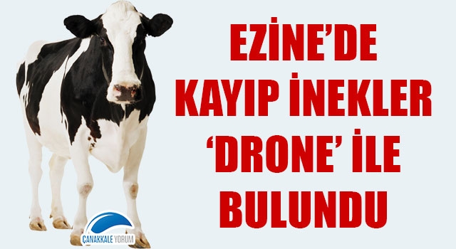 Ezine'de kayıp inekler 'drone' ile bulundu