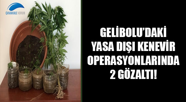 Gelibolu'daki yasa dışı kenevir operasyonlarında 2 gözaltı!