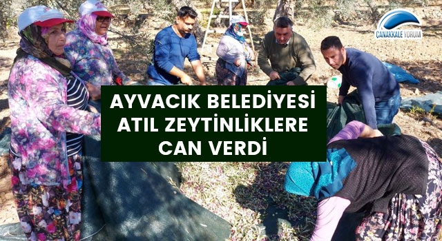 Ayvacık Belediyesi atıl zeytinliklere can verdi