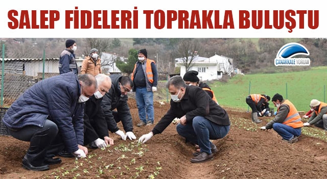 Çan'da salep fideleri toprakla buluştu