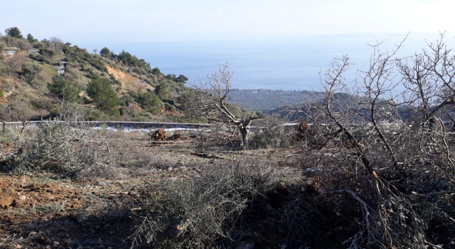 Ayvacık Belediyesi zeytin katliamına soruşturma başlattı