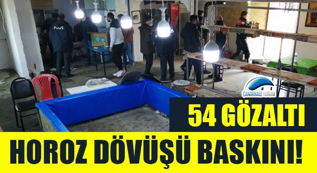 Çanakkale'de horoz dövüşü baskını: 54 gözaltı