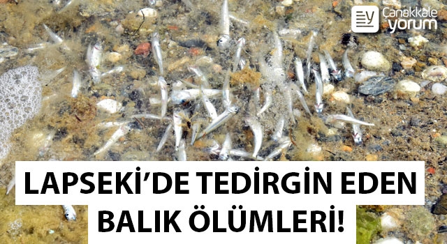 Lapseki’de tedirgin eden balık ölümleri!