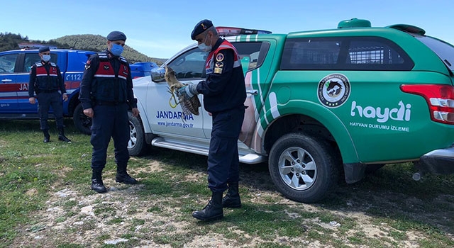 Yaralı balaban kuşuna jandarma şefkati