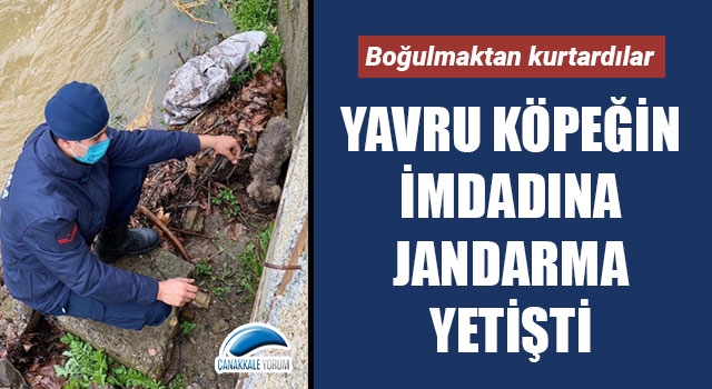 Yavru köpeği boğulmaktan jandarma kurtardı