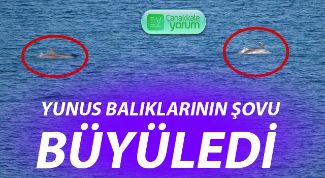 Çanakkale Boğazı’nda yunus balıklarının şovu büyüledi