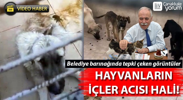 Çanakkale'de belediye barınağında hayvanların içler acısı hali!..