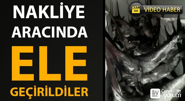 Gökçeada’da yasa dışı kılıç balığı avcılığına suçüstü!