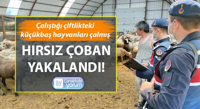 Hırsız çoban yakalandı!