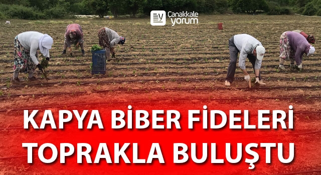 Yenice’de kapya biber fideleri toprakla buluştu