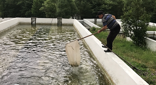 Kazdağları’nın soğuk sularında alabalık yetiştiriyorlar