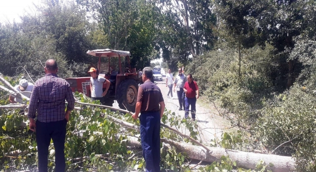 Yenice'de fırtınadan devrilen kavak ağacı karayolunu kapattı