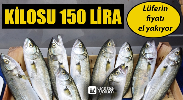 Çanakkale’de lüferin fiyatı el yakıyor: Kilosu 150 lira