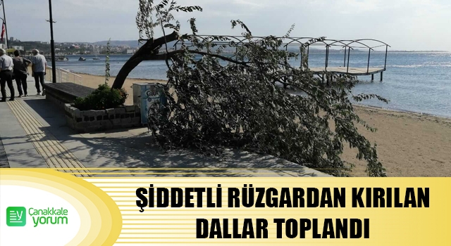 Şiddetli rüzgardan kırılan dallar toplandı