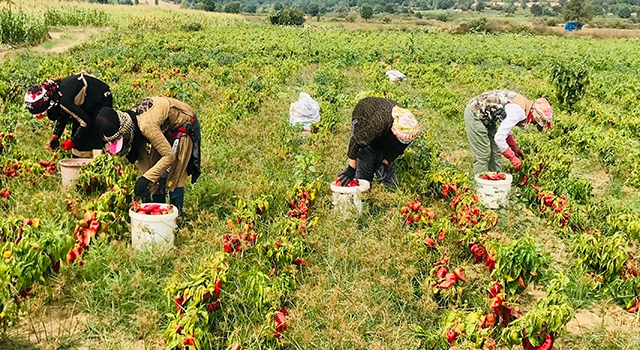 Yenice’de meşhur kapya biberi hasadı başladı