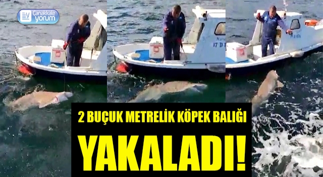 Boğazda olta attı, 2 buçuk metrelik köpek balığı yakaladı!