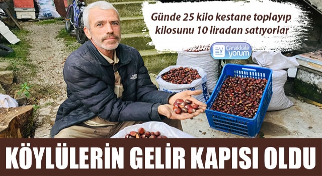 Kazdağları kestanesi köylülerin gelir kapısı oldu